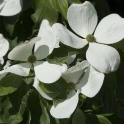 Cornus Kousa Venus - Cornouiller Du Japon Blanc