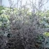 Corokia Cotoneaster -Fleurs & Plantes Soldes Boutique corokia cotoneaster 7804 1
