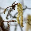 Noisetier Tortueux - Corylus Avellana Contorta 1 Noisetier Tortueux - Corylus Avellana Contorta -Fleurs & Plantes Soldes Boutique corylus avellana contorta ld AthenasPix 7577 1