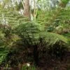 Cyathea Dealbata - Fougère Arborescente -Fleurs & Plantes Soldes Boutique cyathea dealbata 85292 1
