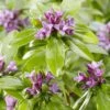 Daphne Odora Sweet Amethyst - Daphné Odorant -Fleurs & Plantes Soldes Boutique daphne odora sweet amethyst 85494 3