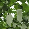 Arbre à Mouchoir - Davidia Involucrata -Fleurs & Plantes Soldes Boutique davidia involucrata 84713 2