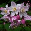 Deutzia Purpurascens Kalmiiflora - Deutzie 1 Deutzia Purpurascens Kalmiiflora - Deutzie -Fleurs & Plantes Soldes Boutique deutzia purpurascens kalmiiflora 781603 1 1