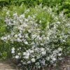 Diosma Hirsuta Pink Fountain 1 Diosma Hirsuta Pink Fountain -Fleurs & Plantes Soldes Boutique diosma hirsuta pink fountain pap 83299 1