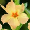 Dipladenia Diamantina Emerald Amber Star 1 Dipladenia Diamantina Emerald Amber Star -Fleurs & Plantes Soldes Boutique dipladenia diamantina emerald amber star if 19667 1