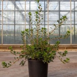 Enkianthus Campanulatus Prettycoat - Andromède Campanulée