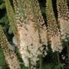 Eremurus Robustus - Lis Des Steppes 1 Eremurus Robustus - Lis Des Steppes -Fleurs & Plantes Soldes Boutique eremurus robustus 53577 1