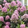 Escallonia Pink Elle -Fleurs & Plantes Soldes Boutique escallonia pink elle 83728 1