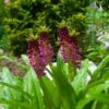 Eucomis Comosa Leia - Eucomide Rose 2 Eucomis Comosa Leia - Eucomide Rose -Fleurs & Plantes Soldes Boutique eucomis comosa leia 86060 p