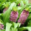 Eucomis Comosa Sparkling Burgundy® - Eucomide Rose à Feuillage Pourpre 1 Eucomis Comosa Sparkling Burgundy® - Eucomide Rose à Feuillage Pourpre -Fleurs & Plantes Soldes Boutique eucomis comosa sparkling burgundy eucomide rose feuillage pourpre IF 69261 1