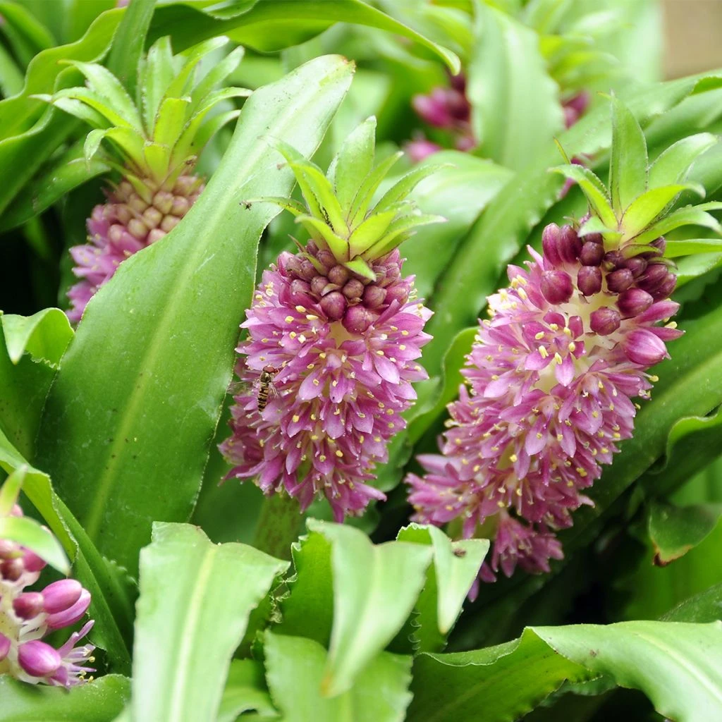 Eucomis Comosa Sparkling Burgundy® - Eucomide Rose à Feuillage Pourpre 3 Eucomis Comosa Sparkling Burgundy® - Eucomide Rose à Feuillage Pourpre