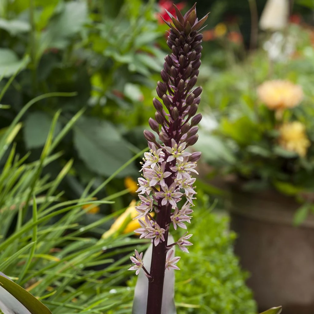 Eucomis Comosa Sparkling Rosy® - Eucomide Rose 3 Eucomis Comosa Sparkling Rosy® - Eucomide Rose