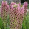 Eucomis Comosa Pink Gin - Fleur Ananas 2 Eucomis Comosa Pink Gin - Fleur Ananas -Fleurs & Plantes Soldes Boutique eucomis pink gin 15550 1