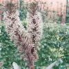 Eucomis Burgundy Wine 2 Eucomis Burgundy Wine -Fleurs & Plantes Soldes Boutique eucomis sparking burgundy 51273 1
