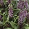 Eucomis Twinkle Stars -Fleurs & Plantes Soldes Boutique eucomis twinckle stars 51306 1