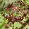 Euonymus Clivicolus - Fusain -Fleurs & Plantes Soldes Boutique euonymus clivicolus 86430 1