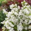 Exochorda Racemosa Niagara -Fleurs & Plantes Soldes Boutique exochorda racemosa niagara 78166002 1