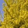 Forsythia (x) Intermedia Minigold - Mimosa De Paris -Fleurs & Plantes Soldes Boutique forsythia intermedia minigold 84077 1