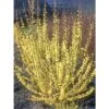 Mimosa De Paris - Forsythia X Intermedia Mindor -Fleurs & Plantes Soldes Boutique forsythia x intermedia mindor 1006242 1