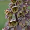 Fritillaire Persica Bicolor Magic Bells 2 Fritillaire Persica Bicolor Magic Bells -Fleurs & Plantes Soldes Boutique fritillaire bicolor 54975 1