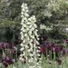 Fritillaria Persica Ivory Bells - Fritillaire De Perse -Fleurs & Plantes Soldes Boutique fritillaire persica ivory bells 54974 1
