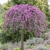Gainier Du Canada - Cercis Canadensis Cascading Hearts -Fleurs & Plantes Soldes Boutique gainier du canada cascading hearts 22857