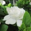 Gardenia Jasminoides Crown Jewel - Jasmin Du Cap -Fleurs & Plantes Soldes Boutique gardenia crown jewel jasmin du cap 9685 1 1