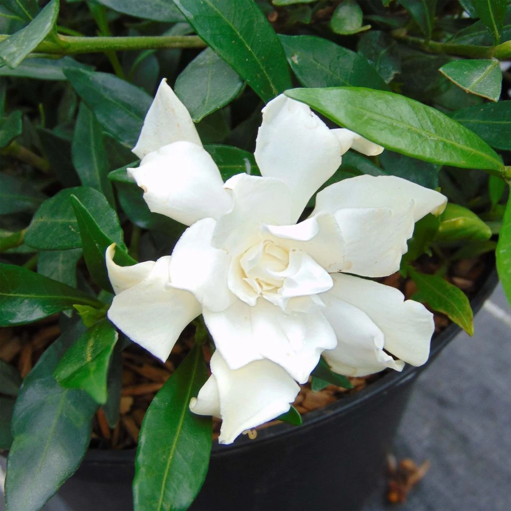 Gardenia Jasminoides Perfumed Petticoats 3 Gardenia Jasminoides Perfumed Petticoats