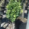 Ginkgo Biloba Chris Dwarf 1 Ginkgo Biloba Chris Dwarf -Fleurs & Plantes Soldes Boutique ginkgo biloba chris dwarf 100627 1