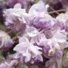 Glycine Du Japon - Wisteria Floribunda Violacea Plena (Black Dragon) -Fleurs & Plantes Soldes Boutique glycine wisteria floribunda violacea plena ld cliff 771621 1