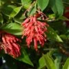 Grevillea Rhyolitica 2 Grevillea Rhyolitica -Fleurs & Plantes Soldes Boutique grevillea rhyolitica 83332 3