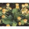 Scadoxus Ou Haemanthus Albiflos 2 Scadoxus Ou Haemanthus Albiflos -Fleurs & Plantes Soldes Boutique haemanthus.albiflos