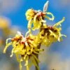 Hamamelis Intermedia Arnold Promise - Noisetier De Sorcière -Fleurs & Plantes Soldes Boutique hamamelis intermedia arnold promise noisetier de sorciere 781609 1