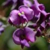 Hardenbergia Violacea -Fleurs & Plantes Soldes Boutique hardenbergia violacea 67815 1