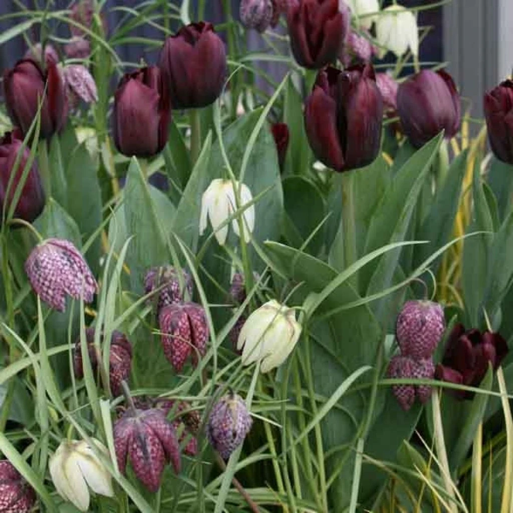 Composition Black And White 3 Composition Black And White