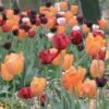 Harmonie De Tulipes Lumiere -Fleurs & Plantes Soldes Boutique harmonie lumiere 64740 1