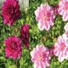 Harmonie Dahlias Tendresse -Fleurs & Plantes Soldes Boutique harmonie tendresse 375 1