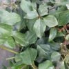 Lierre De Colchide - Hedera Colchica Arborescens (Fall Favorite) -Fleurs & Plantes Soldes Boutique hedera colchica arborescens fall favorite 20cm en pot de3l 86129 1