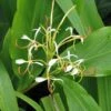 Hedychium Spicatum 2 Hedychium Spicatum -Fleurs & Plantes Soldes Boutique hedychium spicatum 6796 1