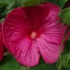 Hibiscus Moscheutos Rose - Hibiscus Des Marais 1 Hibiscus Moscheutos Rose - Hibiscus Des Marais -Fleurs & Plantes Soldes Boutique hibiscus moscheutos rose hibiscus des marais 83346 1 1 1