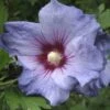 Hibiscus Syriacus Oiseau Bleu (Marina) - Althéa Bleu -Fleurs & Plantes Soldes Boutique hibiscus oiseau bleu 7849 1