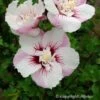Hibiscus Syriacus Pinky Spot - Althéa Rose -Fleurs & Plantes Soldes Boutique hibiscus pinky spot 9543 1
