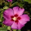 HIbiscus Russian Violet (II) - Althea Rose Violacé 2 HIbiscus Russian Violet (II) - Althea Rose Violacé -Fleurs & Plantes Soldes Boutique hibiscus russian violet 85805 1