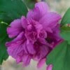 Hibiscus Syriacus Freedom - Althéa -Fleurs & Plantes Soldes Boutique hibiscus syriacus freedom 9545 1 1