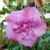 Hibiscus Syriacus Magenta Chiffon - Althea Double Rose Pourpre Vif 2 Hibiscus Syriacus Magenta Chiffon - Althea Double Rose Pourpre Vif -Fleurs & Plantes Soldes Boutique hibiscus syriacus magenta chiffon 83145 1