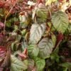 Hortensia Grimpant - Hydrangea Petiolaris Winter Surprise -Fleurs & Plantes Soldes Boutique hortensia anomala winter surprise 771568 1