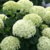 Hortensia Arborescens BellaRagazza Limetta 1 Hortensia Arborescens BellaRagazza Limetta -Fleurs & Plantes Soldes Boutique hortensia arborescens bellaragazza limetta copyright 17120 3