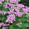 Hortensia - Hydrangea Serrata Avelroz 2 Hortensia - Hydrangea Serrata Avelroz -Fleurs & Plantes Soldes Boutique hortensia avelroz 67876 1