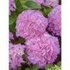 Hortensia - Hydrangea Macrophylla Big Data Pink -Fleurs & Plantes Soldes Boutique hortensia big data pink 23226