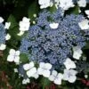 Hortensia - Hydrangea Serrata Blue Bird -Fleurs & Plantes Soldes Boutique hortensia blue bird 67818 1 1